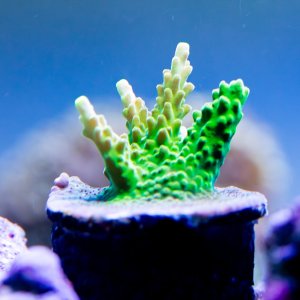 Acropora Mr T.jpg