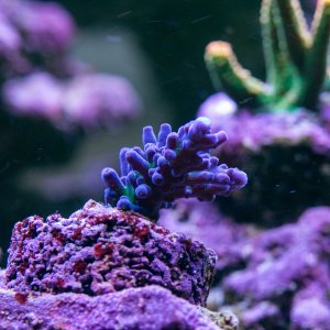 Acropora Navy Tort.jpg
