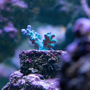 Acropora Oregon Tort 2.jpg