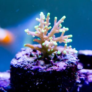 Acropora Pacman.jpg