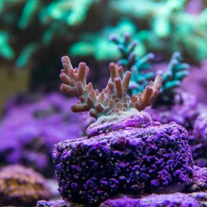 Acropora Pengs Cherry tip granulosa.jpg