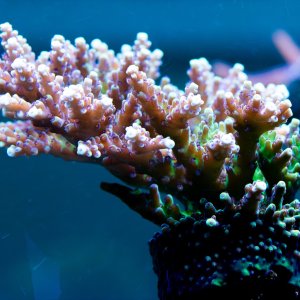 Acropora Pink cadillac.jpg