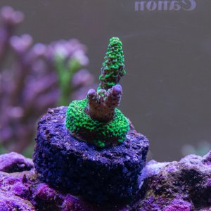 Acropora POTO Evil Queen.jpg