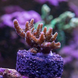 Acropora POTO Grand Finale.jpg