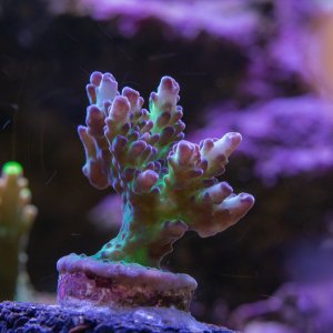 Acropora POTO Hell Blade.jpg