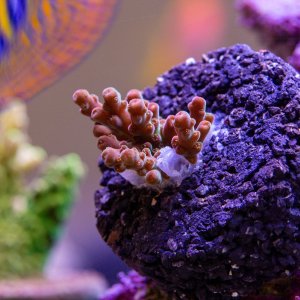 Acropora PTR Just Like Heaven.jpg