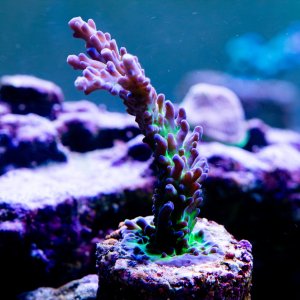 Acropora Rainbow Granulosa.jpg