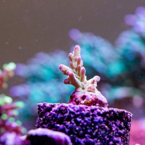 Acropora Rcky Mtn Red Gecko.jpg