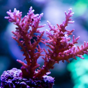 Acropora Red Dragon.jpg