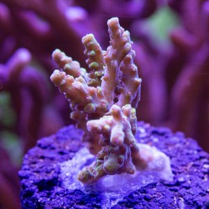 Acropora RMF Tigers Blood.jpg