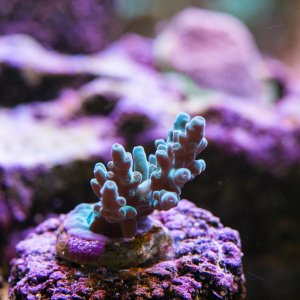 Acropora Skinny Love 2.0.jpg