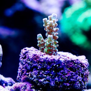 Acropora Tenius.jpg