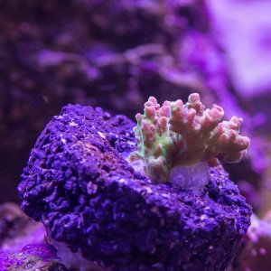 Acropora TSA Fruity Pebbles.jpg