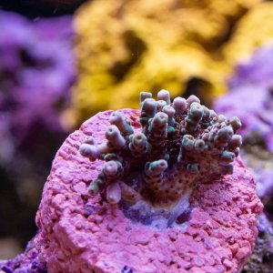 Acropora TSA Rainbow Sherbet.jpg