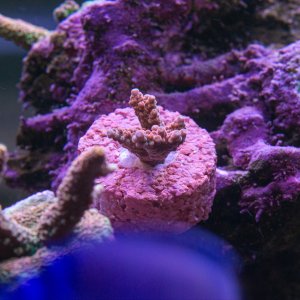 Acropora Tyree Rogue Mille.jpg