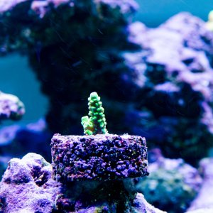 Acropora Walt Disney.jpg