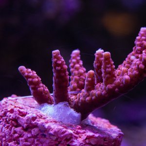 Acropora WWC Cherry Blossom.jpg