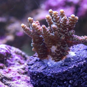 Acropora WWC Suicide Squad.jpg