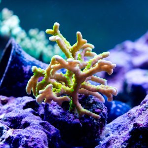 Anacropora Goldenrod.jpg
