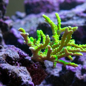 Anacropora Green Goblin.jpg