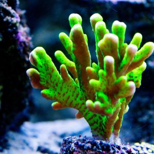 Anacropora Slimeball.jpg
