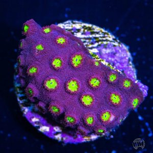 Cyphastrea CB Bling Bling  Coral.jpg