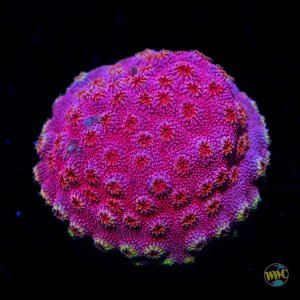 Cyphastrea WWC Bronco Berry .jpg