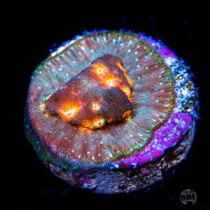 Leptoseris Jason Fox Lava Flow .jpg