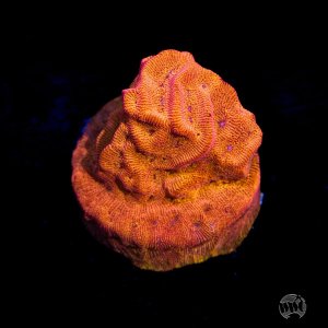 Leptoseris WWC BBQ Chip  Coral.jpg