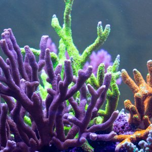 Montipora Digitata.jpg