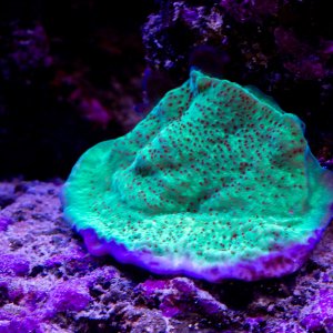 Montipora Jedi Mindtrick.jpg