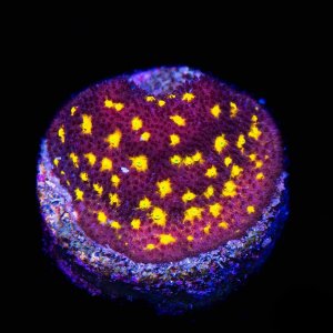 Psammocora  Jason Fox Outerspace Coral .jpg