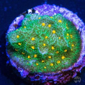 Psammocora  WWC Harvest Moon Coral.jpg