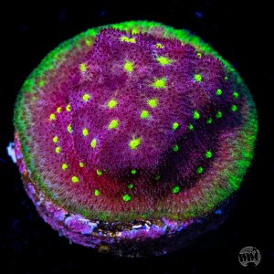 Psammocora WWC Deep Space  Coral.jpg