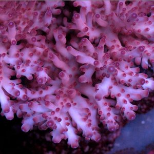 Rcky Mtn Red Gecko.jpg