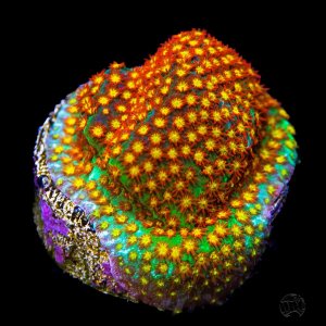 Stylocoeniella  WWC Close Encounter Coral.jpg