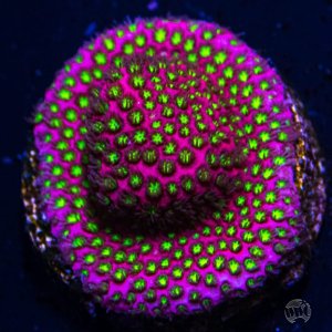 Stylocoeniella  WWC Electric Daisy Coral.jpg