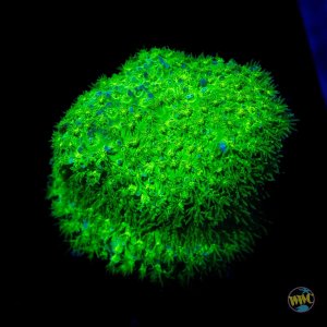 Stylocoeniella WWC Nightvision .jpg