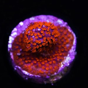 Stylocoeniella WWC Spiderman  Coral.jpg
