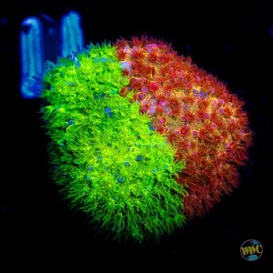 Stylocoeniella WWC Two Face .jpg