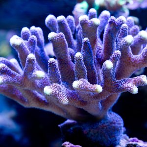 Stylophora Purple.jpg