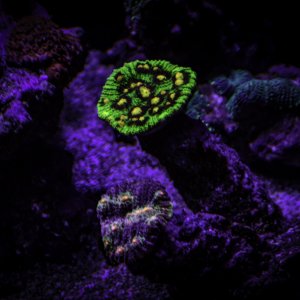 It's a FishyFins.com Type Thing...