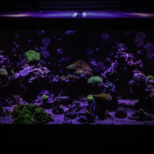 It's a FishyFins.com Type Thing...