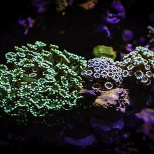 It's a FishyFins.com Type Thing...