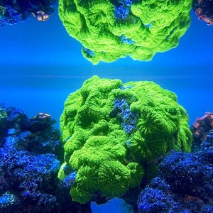 Coral Reef