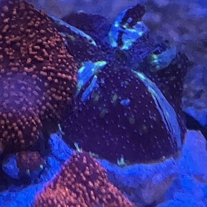 IMG_0927.jpeg