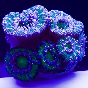 Green Acan