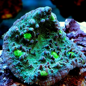 Grassy Knoll Echinophyllia Fluval M40 B