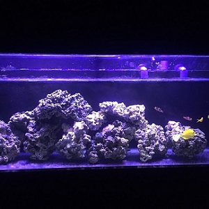 FTS