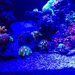 Misc. Corals 4